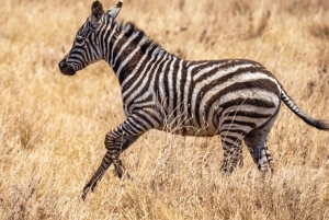 2 PÄIVÄÄ - MIKUMIN PUISTO DAR ES SALAAMISTA LUKSUSJUNALLA