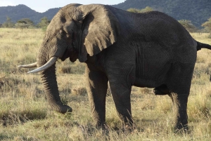 2 PÄIVÄÄ - MIKUMIN PUISTO DAR ES SALAAMISTA LUKSUSJUNALLA