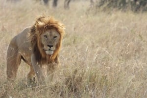 2 PÄIVÄÄ - MIKUMIN PUISTO DAR ES SALAAMISTA LUKSUSJUNALLA