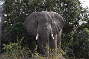 2-Days 1-night Nyerere National Park by flight from Zanzibar
