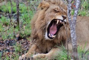 2-Days 1-night Nyerere National Park by flight from Zanzibar