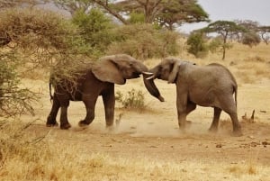 2-Days 1-night Nyerere National Park by flight from Zanzibar