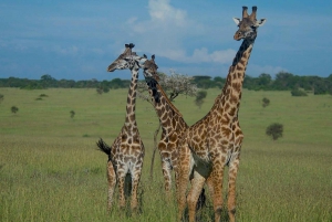 2-Days 1-night Nyerere National Park by flight from Zanzibar
