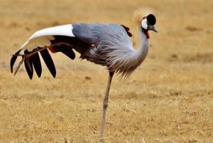 2-Days 1-night Nyerere National Park by flight from Zanzibar