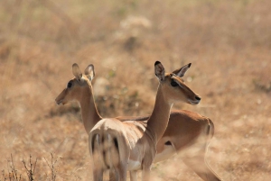 2-Days 1-night Nyerere National Park by flight from Zanzibar