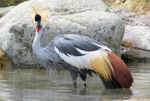 2-Days 1-night Nyerere National Park by flight from Zanzibar