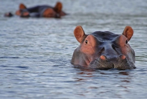 2-Days 1-night Nyerere National Park by flight from Zanzibar
