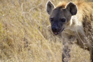 2-Days 1-night Nyerere National Park by flight from Zanzibar