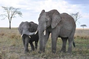 2-Days 1-night Nyerere National Park by flight from Zanzibar