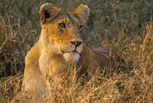 2-Days 1-night Nyerere National Park by flight from Zanzibar