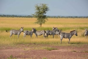 2-Days 1-night Nyerere National Park by flight from Zanzibar
