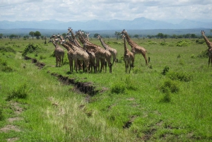 2-Days safari adventure from Zanzibar to Nyerere by flight