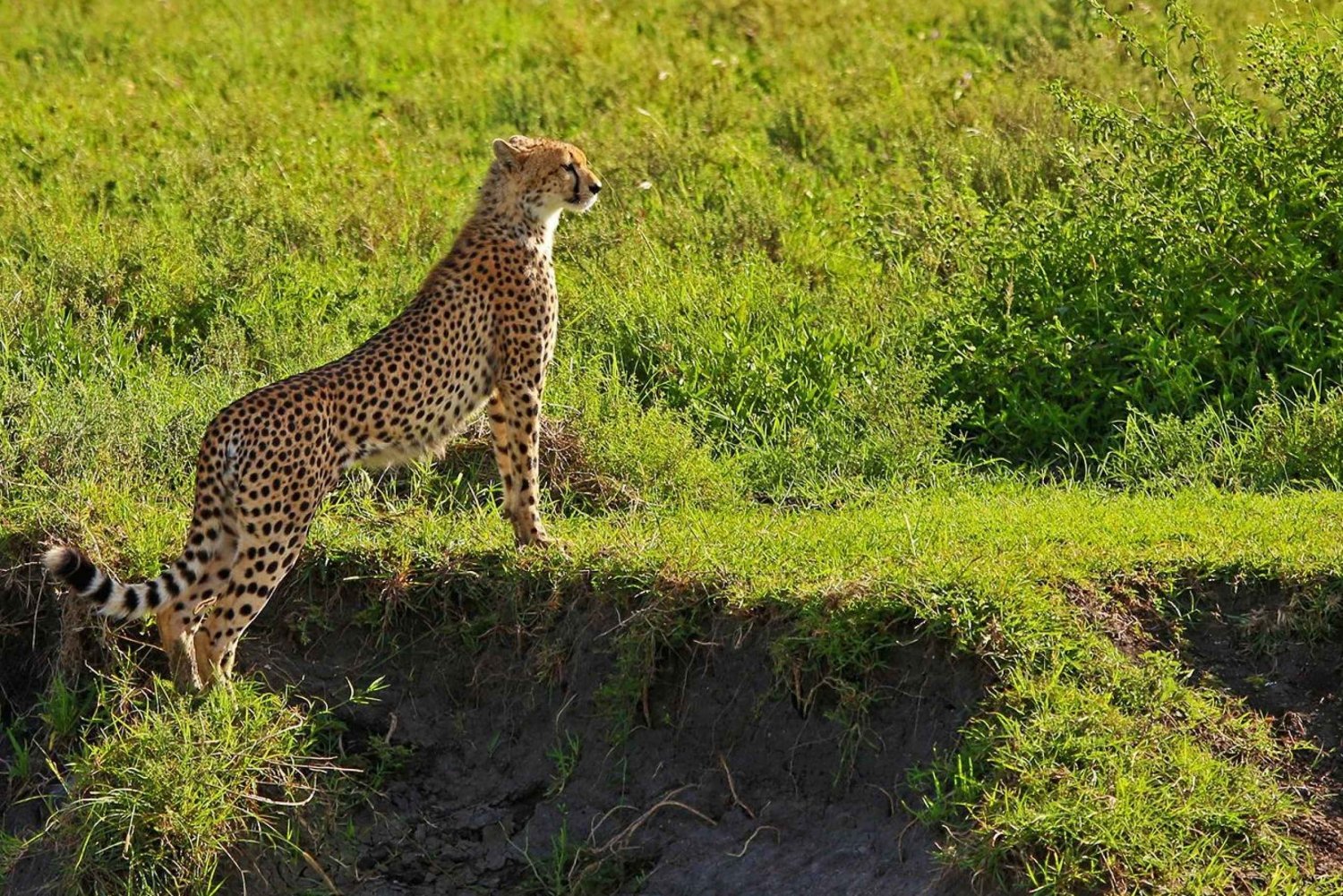 2 päivän Serengeti safari Sansibarista käsin