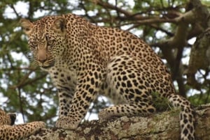 Safari de 2 días al Serengeti desde Zanzíbar