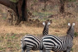 2 dagars Serengeti-safari från Zanzibar