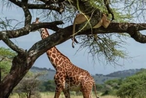 2 dages Serengeti-safari fra Zanzibar