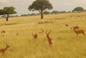 2 päivän Serengeti safari Sansibarista käsin