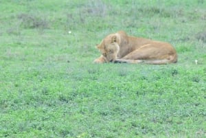2-dniowe safari w Tanzanii z grupą budżetową