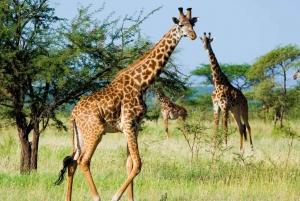 2 Tage Tansania Budget Safari