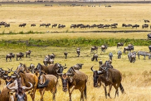 Safari economico di 2 giorni in Tanzania