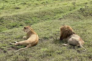 2 dagers budsjett-safari i Tanzania