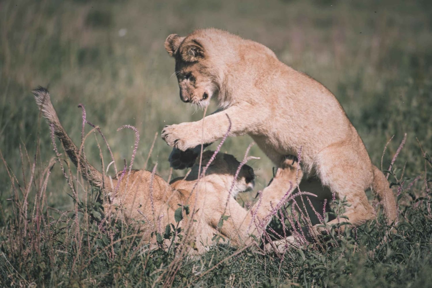 2 дня Тарангире и Нгоронгоро (Совместный кемпинг)