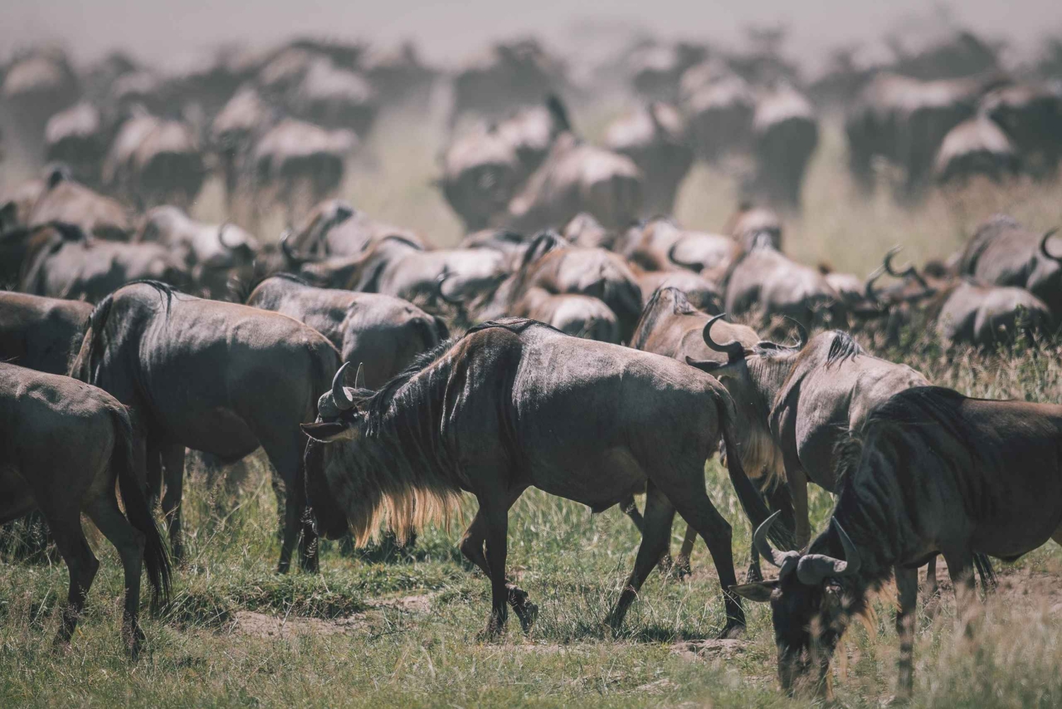2 дня Тарангире и Нгоронгоро (Совместный кемпинг)