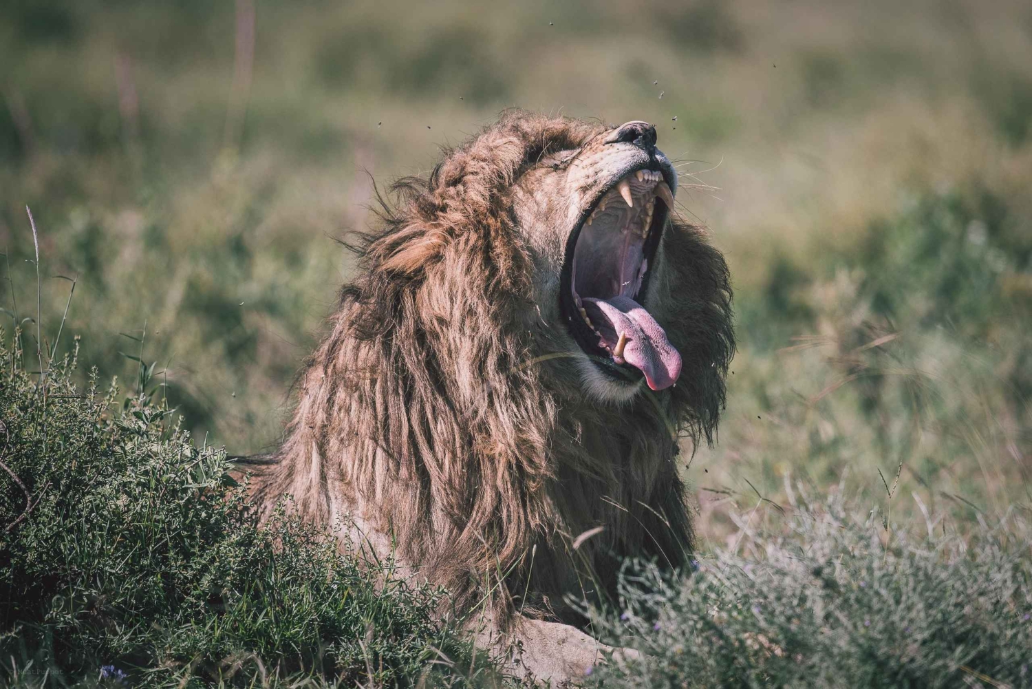 2 дня Тарангире и Нгоронгоро (Совместный кемпинг)