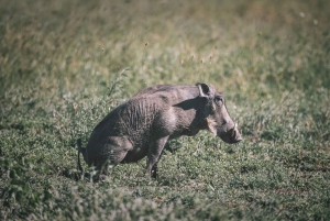 2 дня Тарангире и Нгоронгоро (Совместный кемпинг)