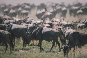 2 дня Тарангире и Нгоронгоро (Совместный кемпинг)