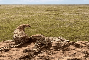 2 дня Тарангире и Нгоронгоро (Совместный кемпинг)