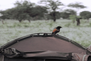 2 дня Тарангире и Нгоронгоро (Совместный кемпинг)