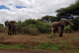 Arusha: 2-dniowe safari „Wielka piątka” do Tarangire i Ngorongoro