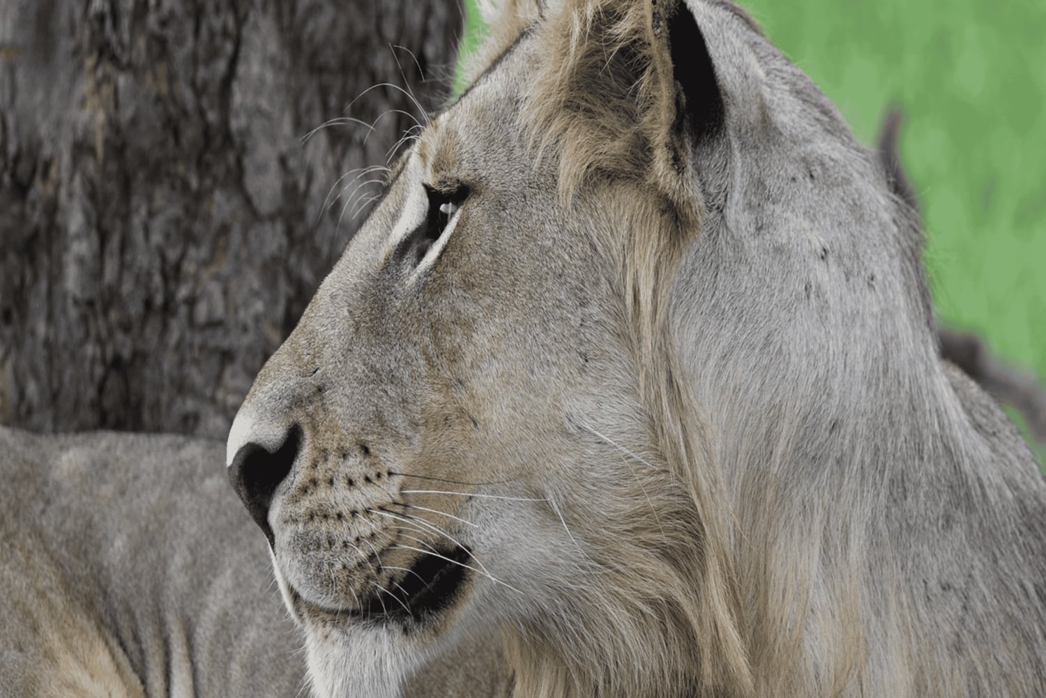 2 magical days in Mikumi – SGR train and unforgettable safari