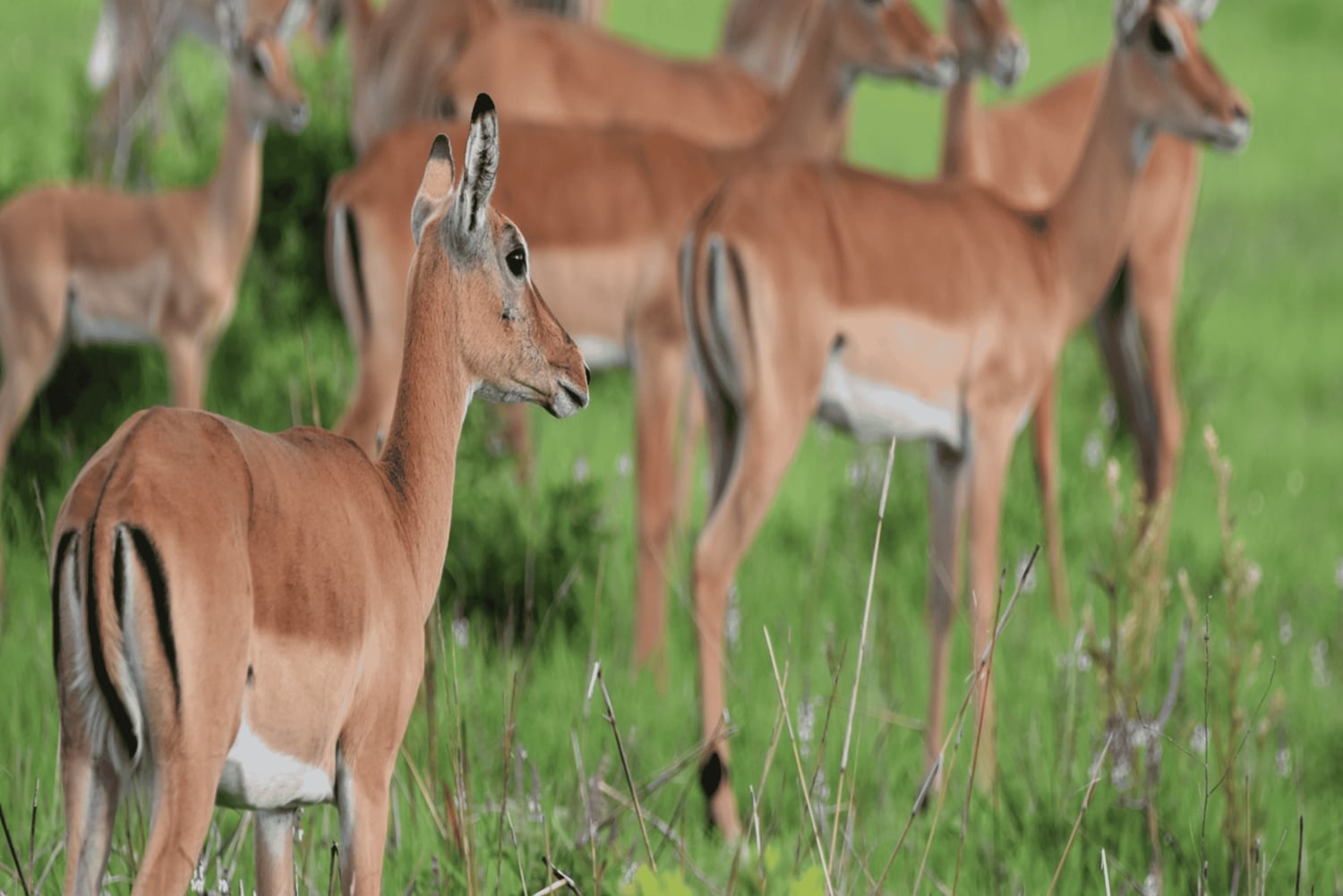 2 magical days in Mikumi – SGR train and unforgettable safari