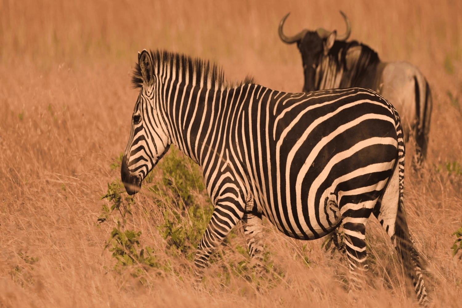 2 magical days in Mikumi – SGR train and unforgettable safari