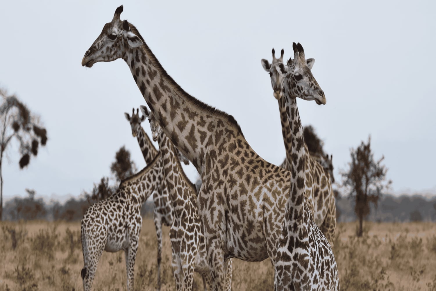 2 magical days in Mikumi – SGR train and unforgettable safari