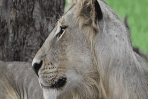 2 magical days in Mikumi – SGR train and unforgettable safari