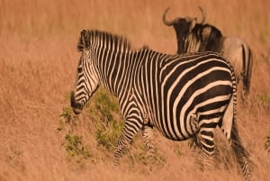 2 magical days in Mikumi – SGR train and unforgettable safari