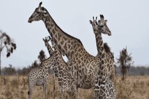 2 magical days in Mikumi – SGR train and unforgettable safari