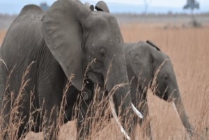 2 magical days in Mikumi – SGR train and unforgettable safari