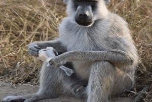 2 magical days in Mikumi – SGR train and unforgettable safari