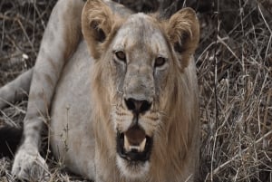 2 magical days in Mikumi – SGR train and unforgettable safari