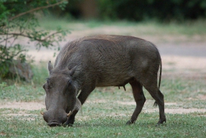 Safari di 3 giorni da Dar-es-Salaam al Parco Nazionale di Mikumi