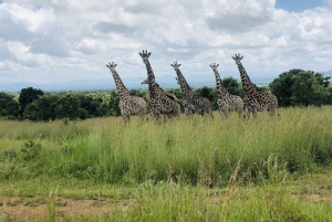 2 Nights 3 Days Mikumi national park