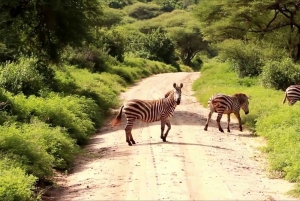 2day budget safari to Tarangire & Lake Manyara National Park