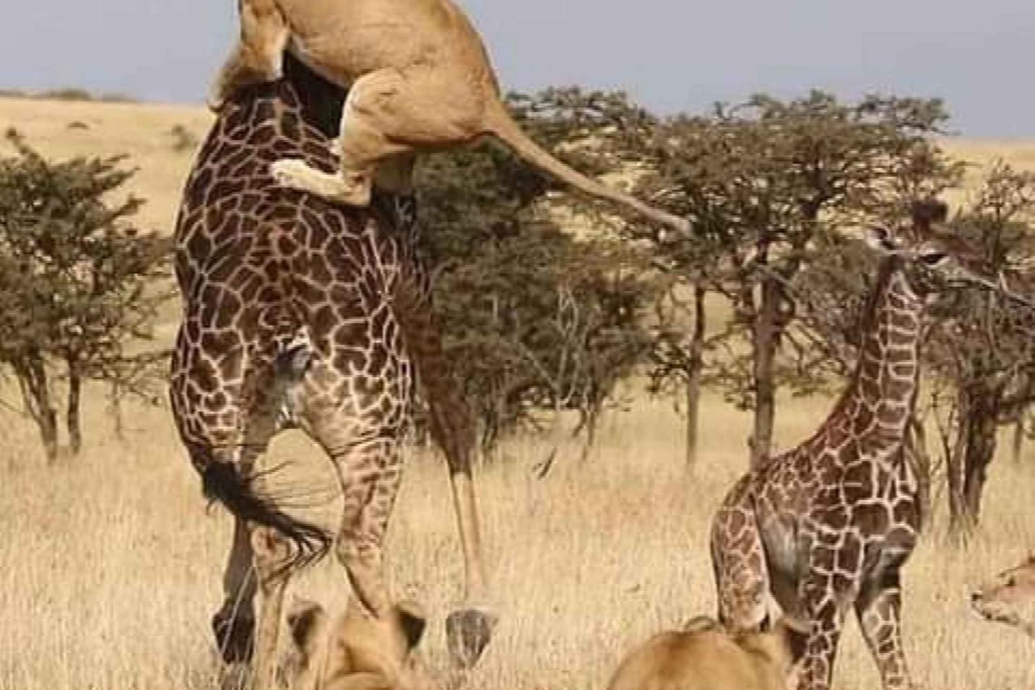 Safari de 2 jours dans le Tarangire et le cratère du Ngorongoro Rejoindre le groupe