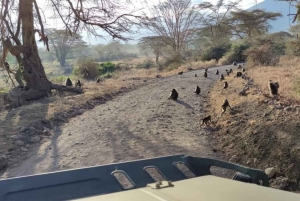 2-dages safari i Tarangire og Ngorongoro-krateret Join Group
