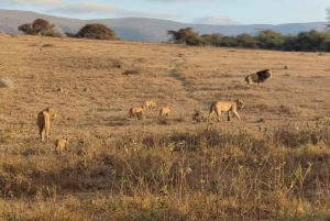 2-dages safari i Tarangire og Ngorongoro-krateret Join Group