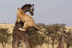 2-dages safari i Tarangire og Ngorongoro-krateret Join Group